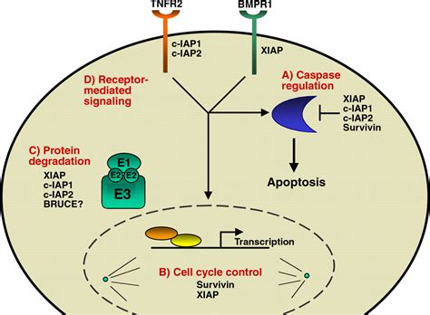 The Iap Proteins Caspase Inhibitors And Beyond Science S Stke