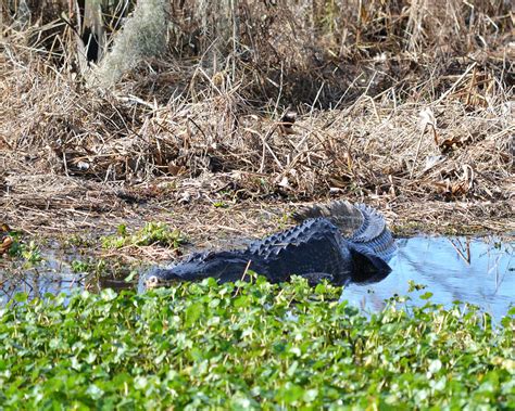 Alligator at Alligator Lake Photograph by Roy Erickson - Pixels