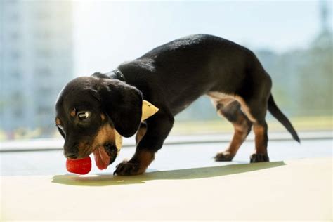 Miniature Dachshund Feeding Chart A Comprehensive Guide