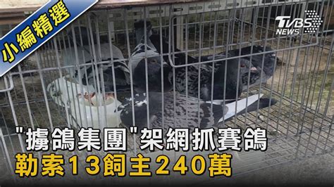 「擄鴿集團」架網抓賽鴿 勒索13飼主240萬｜tvbs新聞 Tvbsnews02 Youtube