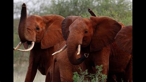 African elephants are evolving without tusks because of poaching | 10tv.com