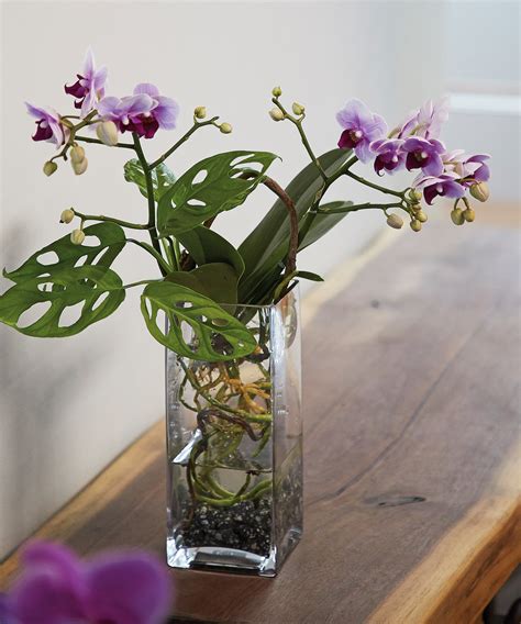 Growing Orchids In Water An Easy Step By Step Guide Gardening Know How