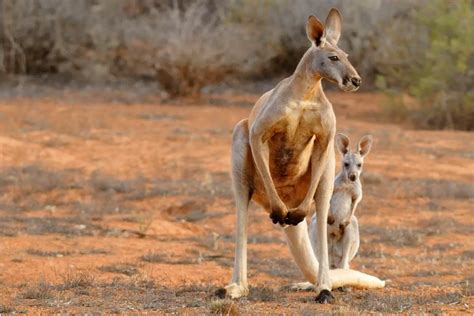 How Many Vaginas Do Kangaroos Have The Strange Answer