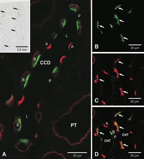 Confocal Microscopy Using Double Immunofluorescence Labeling Of Pendrin