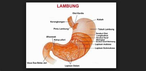 Penyebab Sakit Lambung Dan Cara Mengobati 3 Hari Sembuh Total