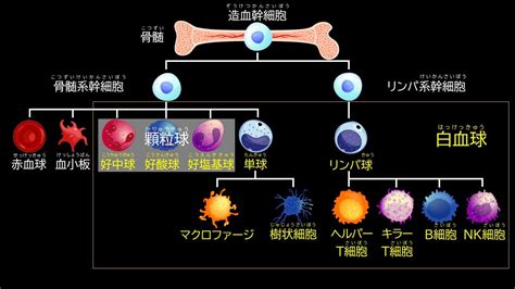 免疫を司る白血球「白血球の仲間たちの基礎」 分子栄養学タイムズ