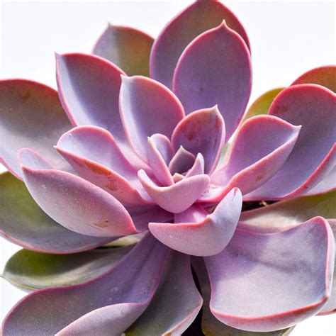 Echeveria Purple Pearl For Sale Purple Succulents For Sale Succulent