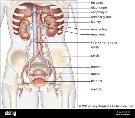 Female Urinary System And Reproductive System