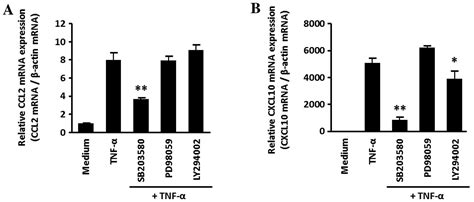 Tacrolimus FK506 suppresses TNF α induced CCL2 MCP 1 and CXCL10 IP