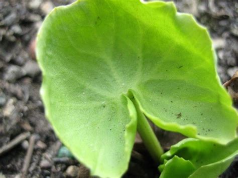 Caltha leptosepala ssp. leptosepala - Sevenoaks Native Nursery
