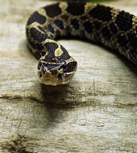 New York Has Venomous Snakes? Meet the 3 Species You Should Know About