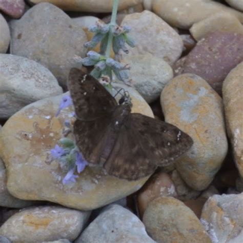 Horace S Duskywing Project Noah