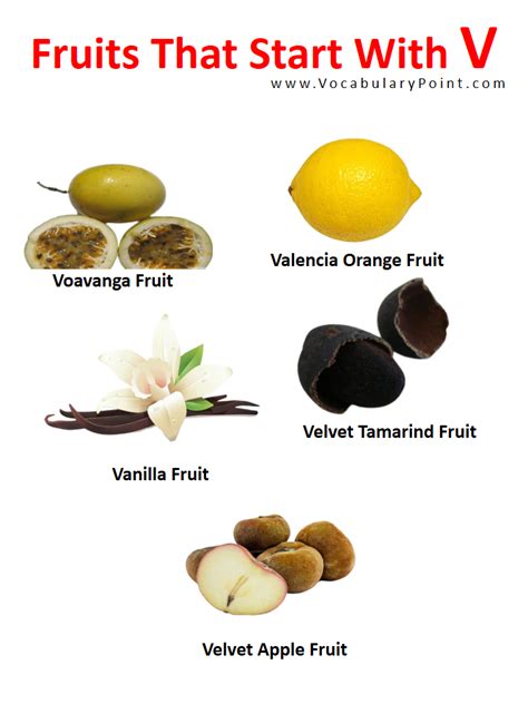 Fruits Starting With V Properties And Pictures Vocabulary Point