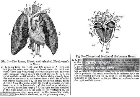 Lungs Heart Diagram Photos and Premium High Res Pictures - Getty Images