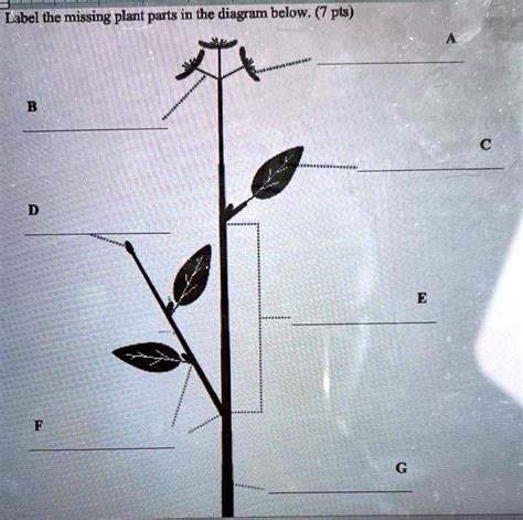 SOLVED Label The Missing Plant Parts In The Diagram Below Pts