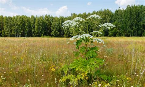 Cow Parsnip Vs Giant Hogweed 5 Key Differences Wiki Point