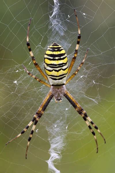 Weaver Spider (Spiders, Insects, Animals) Collection