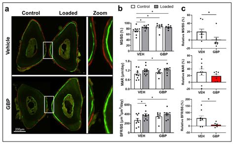 Biomolecules Free Full Text Gabapentin Disrupts Binding Of Perlecan