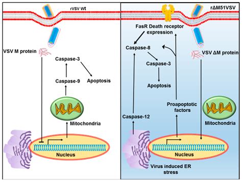 Viruses Free Full Text Oncotargeting By Vesicular Stomatitis Virus Vsv Advances In Cancer