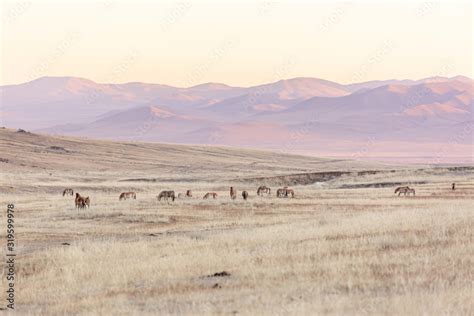 large group of Przewalski's horse at khustain nuruu national park ...