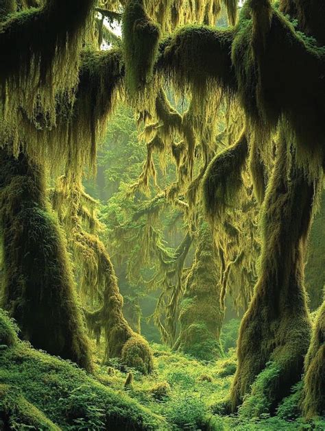 Hoh Rain Forest, Washington State USA | Fantasy landscape, Nature