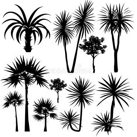 Dracaena Vand Pot Plant Icon Set Dracaena Black White Design Abstract