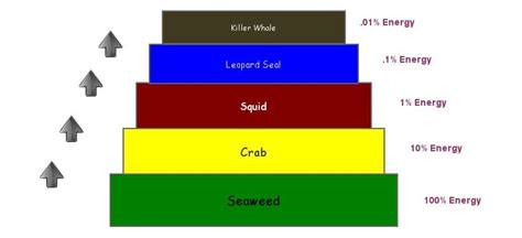 Marine Biome Food Chain Insight Maker