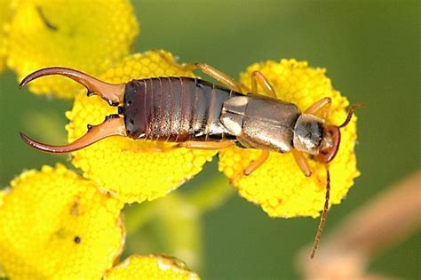 Earwig Facts, Interesting Myths, and Natural Pest Control - Owlcation