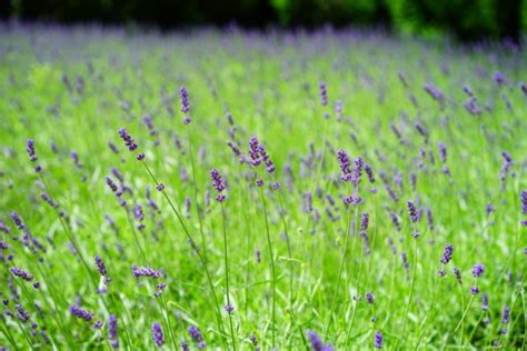 Free Images Nature Grass Lawn Meadow Prairie Flower Purple