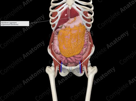 Falciform Ligament Complete Anatomy