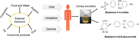 Schematic Representation Of Pathways Of Bisphenol A Bpa Exposure