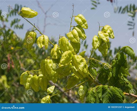 Golden Rain Tree Koelreuteria Paniculata Unripe Seed Pods Close Up