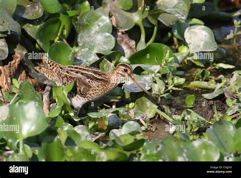 Pintail Snipe Gallinago Stenura Adult Foraging Mud Amongst Water