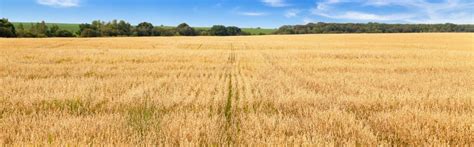 Myllyn Paras — официальный сайт компании-производителя финских каш и ...