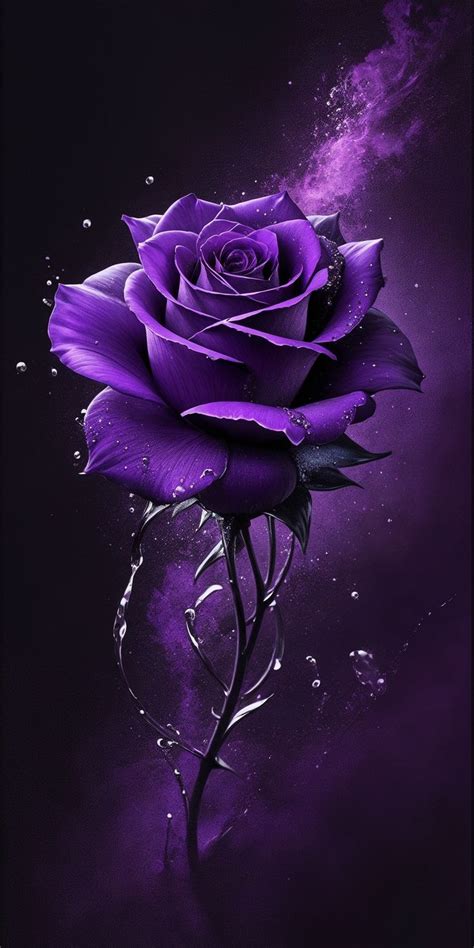 A Purple Rose With Water Droplets On It S Petals Is Shown In This