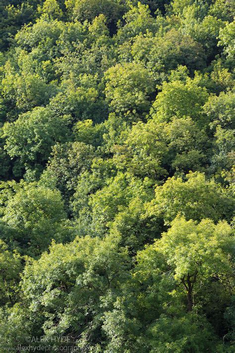 Ash Woodland Canopy Peak District Alex Hyde