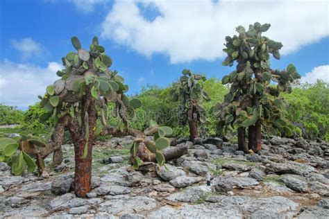 Prickly Pear Cactus Trees On South Plaza Island Galapagos National