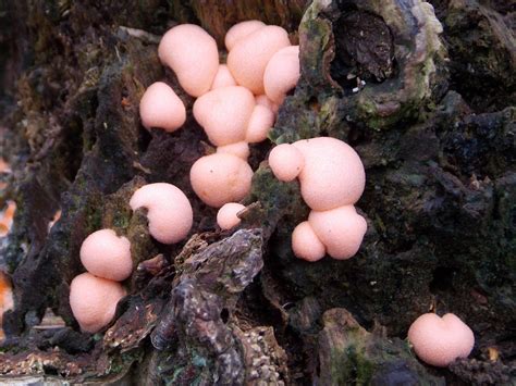 Pink Slime Mold Lycogola Epidendrum British Nature Guide