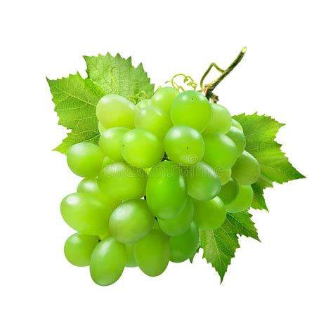 Grupo De Uvas Verdes As Folhas Isoladas No Fundo Branco Imagem De