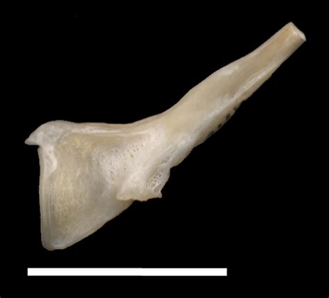 Osteobase