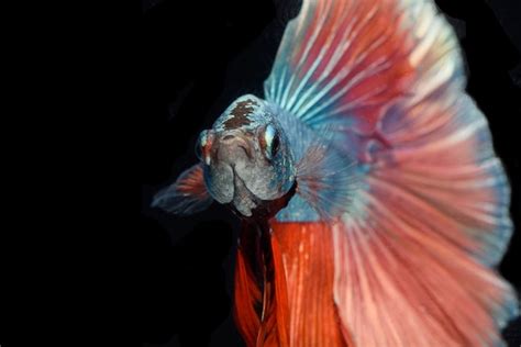 Halfmoon betta fish pez luchador siamés captura movimiento de peces