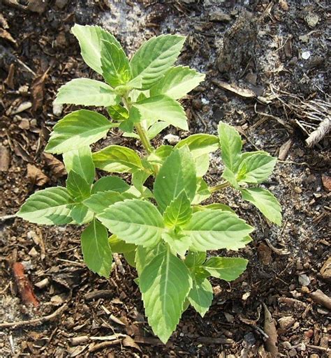 le TULSI, plante dans l'air du temps ? - uni-vers la conscience