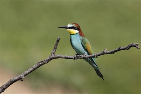 Пъстроцветен пчелояд, защитен вид, живеещ предимно в Добруджа | Animals ...