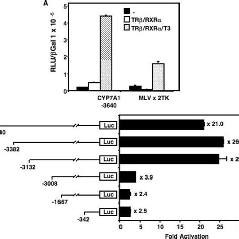 Thyroid Hormone Regulation Of The Cyp A Gene A Total Rna Was