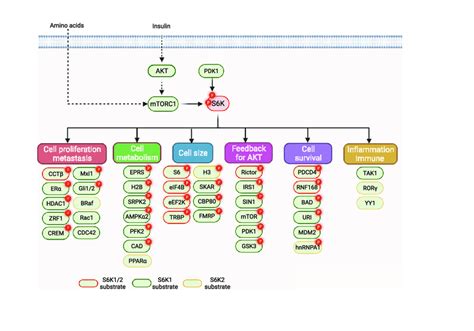 Downstream Substrates And Effectors Of S6K After Phosphorylation And