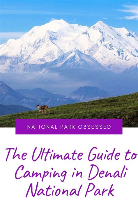 Denali National Park Camping: The Definitive Guide To Camping In Denali ...