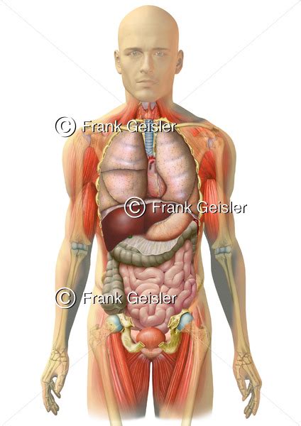 Anatomie Rumpf Mann K Rper Mit Muskeln Skelett Organe In Thorax Und