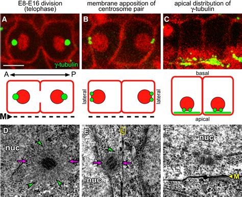 A Role For The Centrosome And Par 3 In The Hand Off Of Mtoc Function