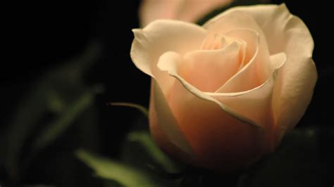 White Rose Hd Wallpaper Wallpaper Flare