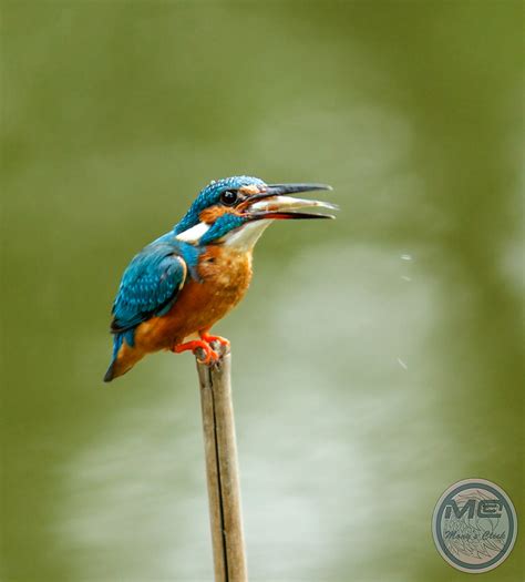 Common Kingfisher Eurasian Kingfisher River Kingfisher Flickr